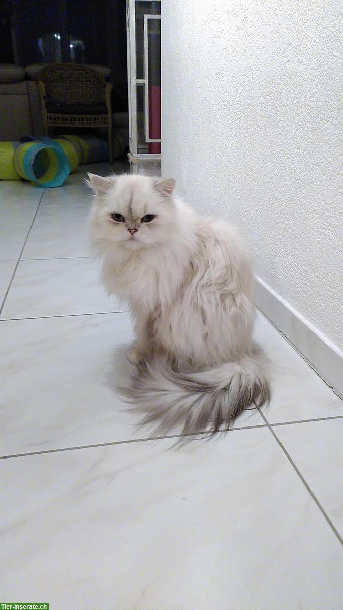 Bild 4: BLH Katze + Perser Kater suchen neue Dosenöffner