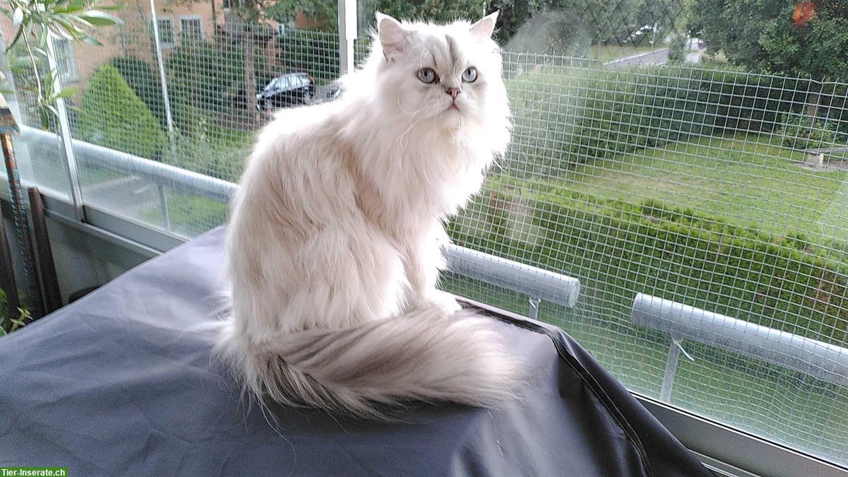 Bild 5: BLH Katze + Perser Kater suchen neue Dosenöffner
