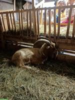 Toggenburg x Saanen Mix-Ziegenbock
