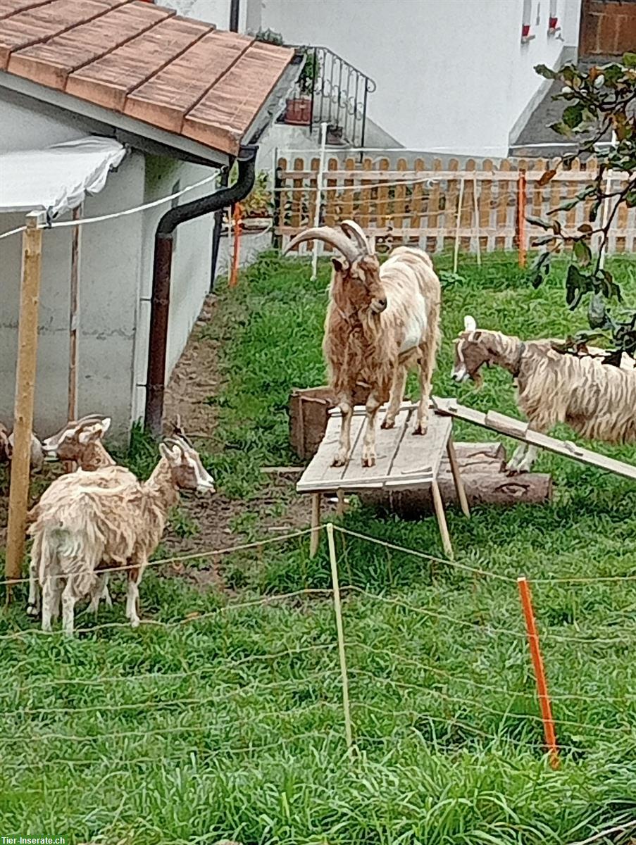 Bild 3: Toggenburg x Saanen Mix-Ziegenbock