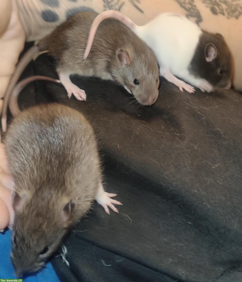 3 zahme Rattenbabys abzugeben