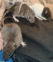3 zahme Rattenbabys abzugeben