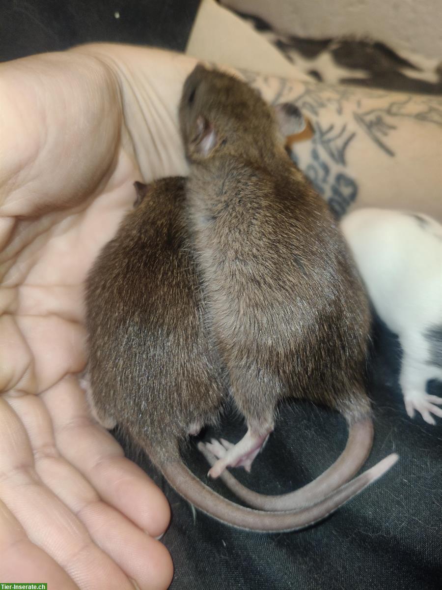 Bild 2: 3 zahme Rattenbabys abzugeben