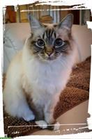 Heilige Birma Katze, 2-jährig mit tiefblauen Augen