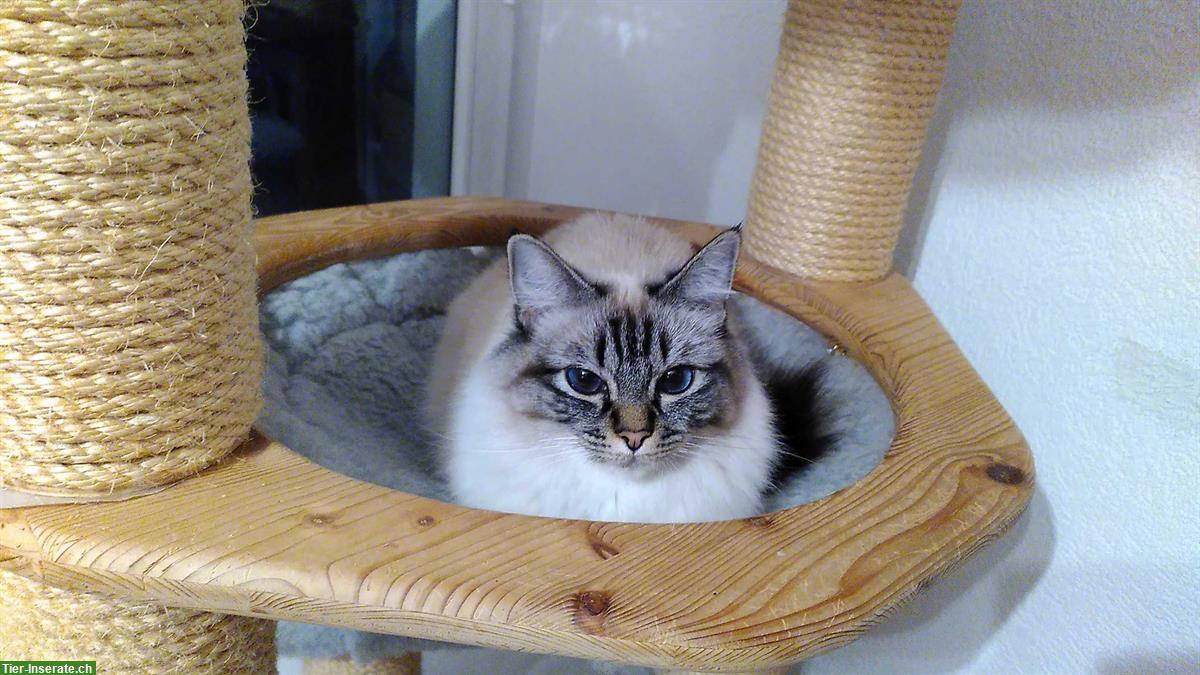 Bild 2: Heilige Birma Katze, 2-jährig mit tiefblauen Augen
