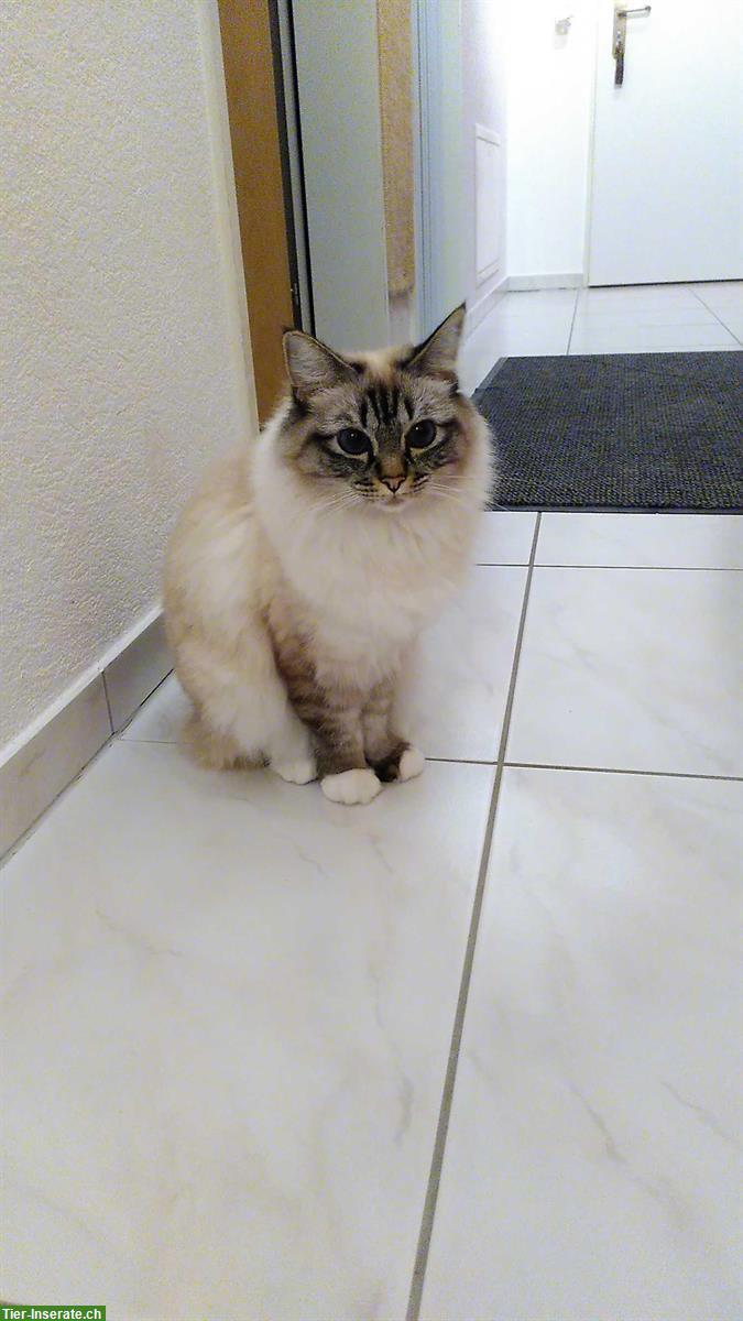 Bild 3: Heilige Birma Katze, 2-jährig mit tiefblauen Augen
