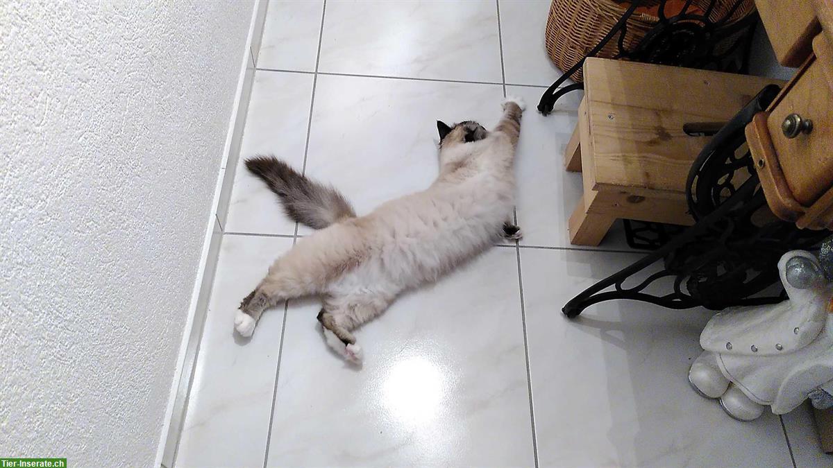 Bild 4: Heilige Birma Katze, 2-jährig mit tiefblauen Augen