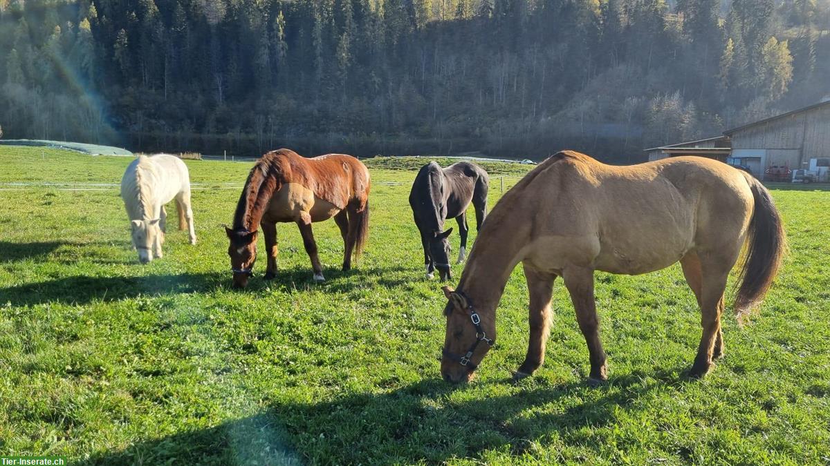 Offenstall (Selbstversorger) zu vermieten in Castrisch GR