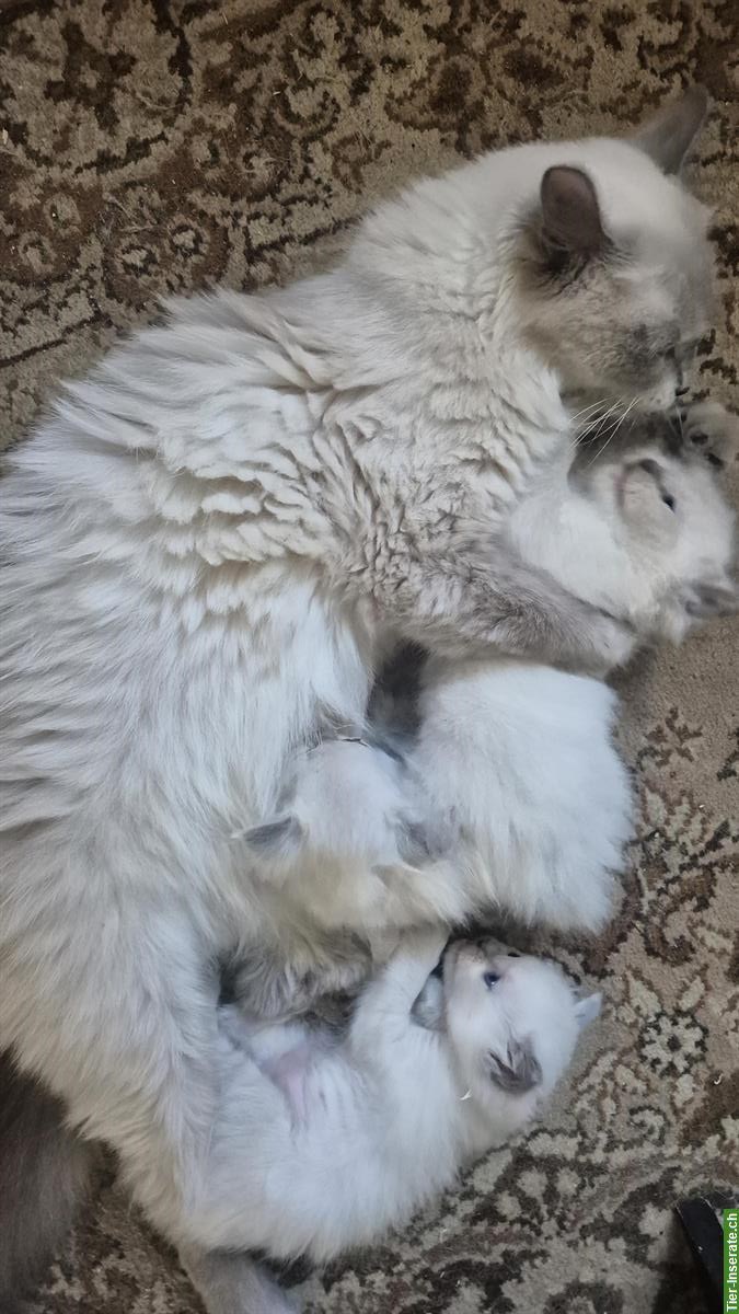 2 junge Ragdoll Kater suchen ein neues Zuhause
