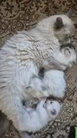 2 junge Ragdoll Kater suchen ein neues Zuhause
