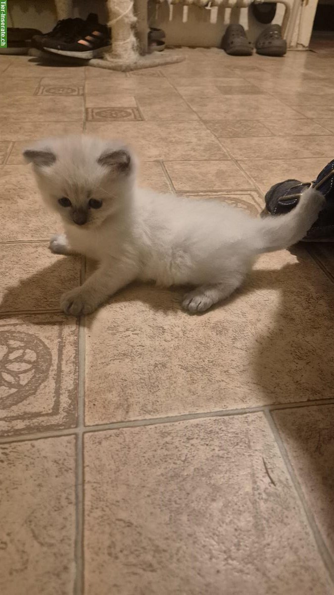 Bild 2: 2 junge Ragdoll Kater suchen ein neues Zuhause