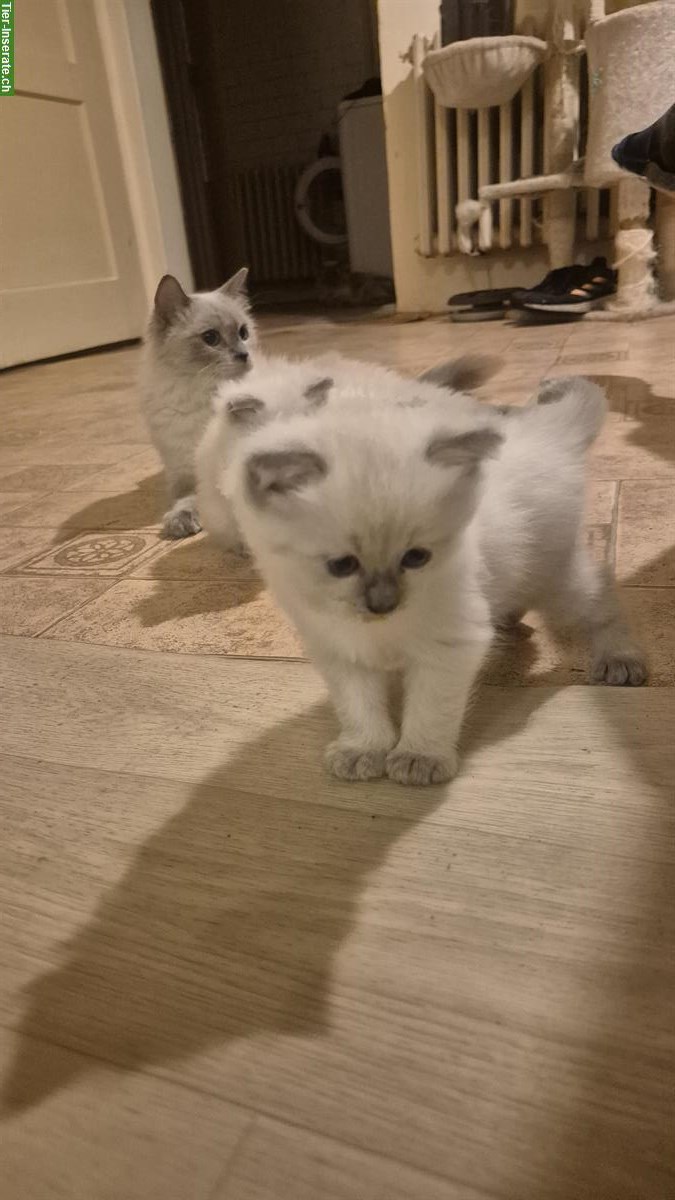 Bild 3: 2 junge Ragdoll Kater suchen ein neues Zuhause