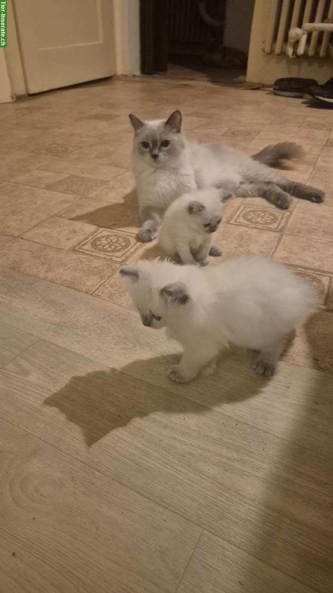 Bild 4: 2 junge Ragdoll Kater suchen ein neues Zuhause