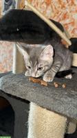 Babykatze weiblich sucht ein zuhause