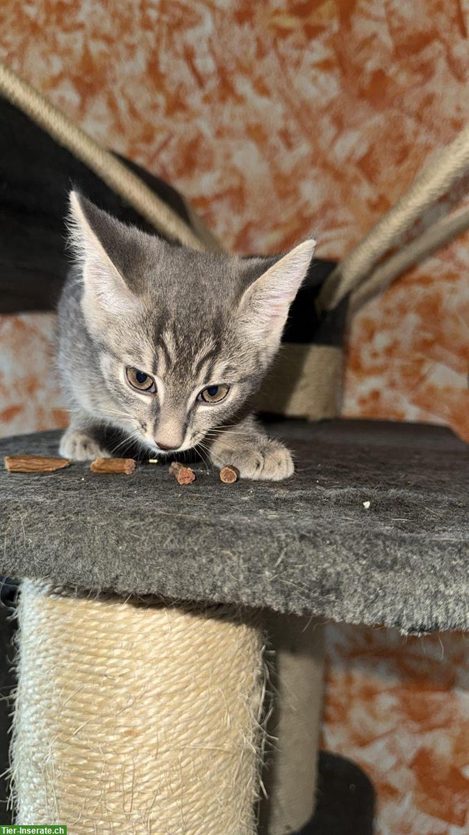 Bild 2: Babykatze weiblich sucht ein zuhause