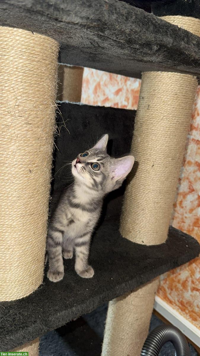 Bild 3: Babykatze weiblich sucht ein zuhause