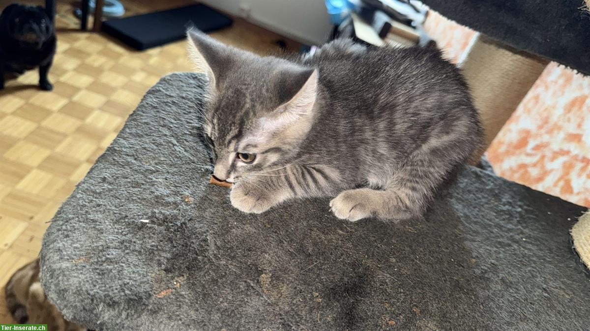 Bild 4: Babykatze weiblich sucht ein zuhause