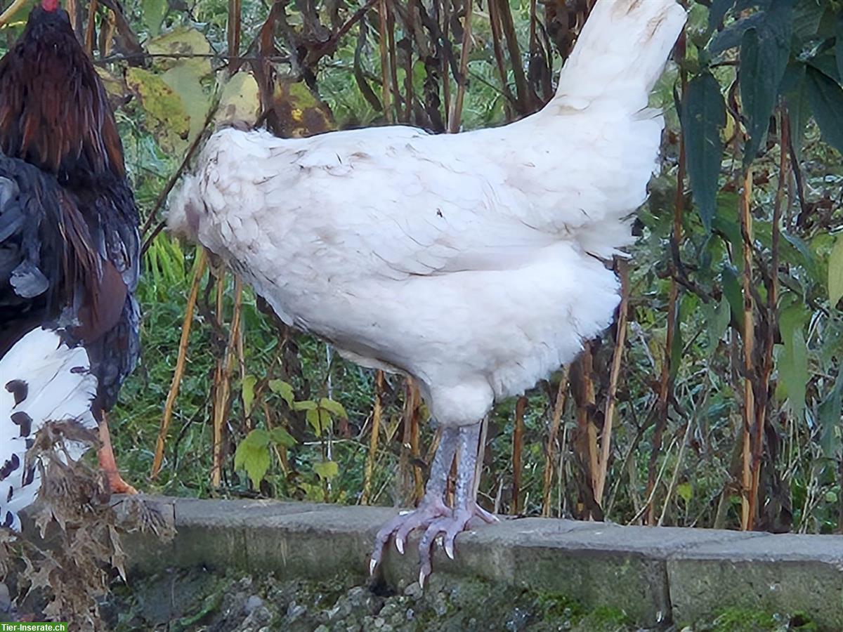 Bild 3: Weisse Appenzeller Spitzhauben Hennen zu verkaufen