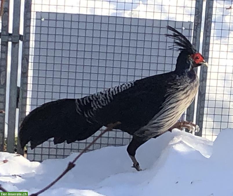 Bild 3: Diverse Fasan Jungtiere zu verkaufen
