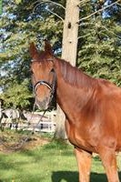Westfale Fuchs-Wallach, M-Dressur, Verlasspferd