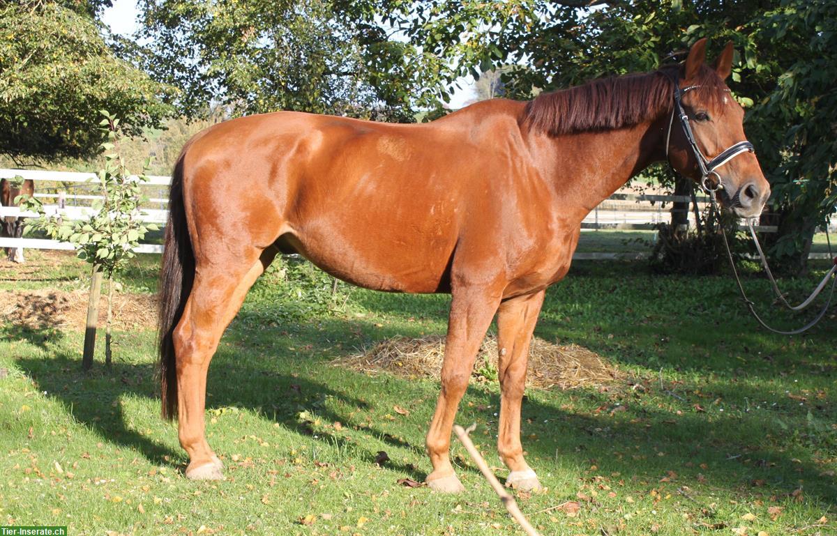 Bild 2: Westfale Fuchs-Wallach, M-Dressur, Verlasspferd