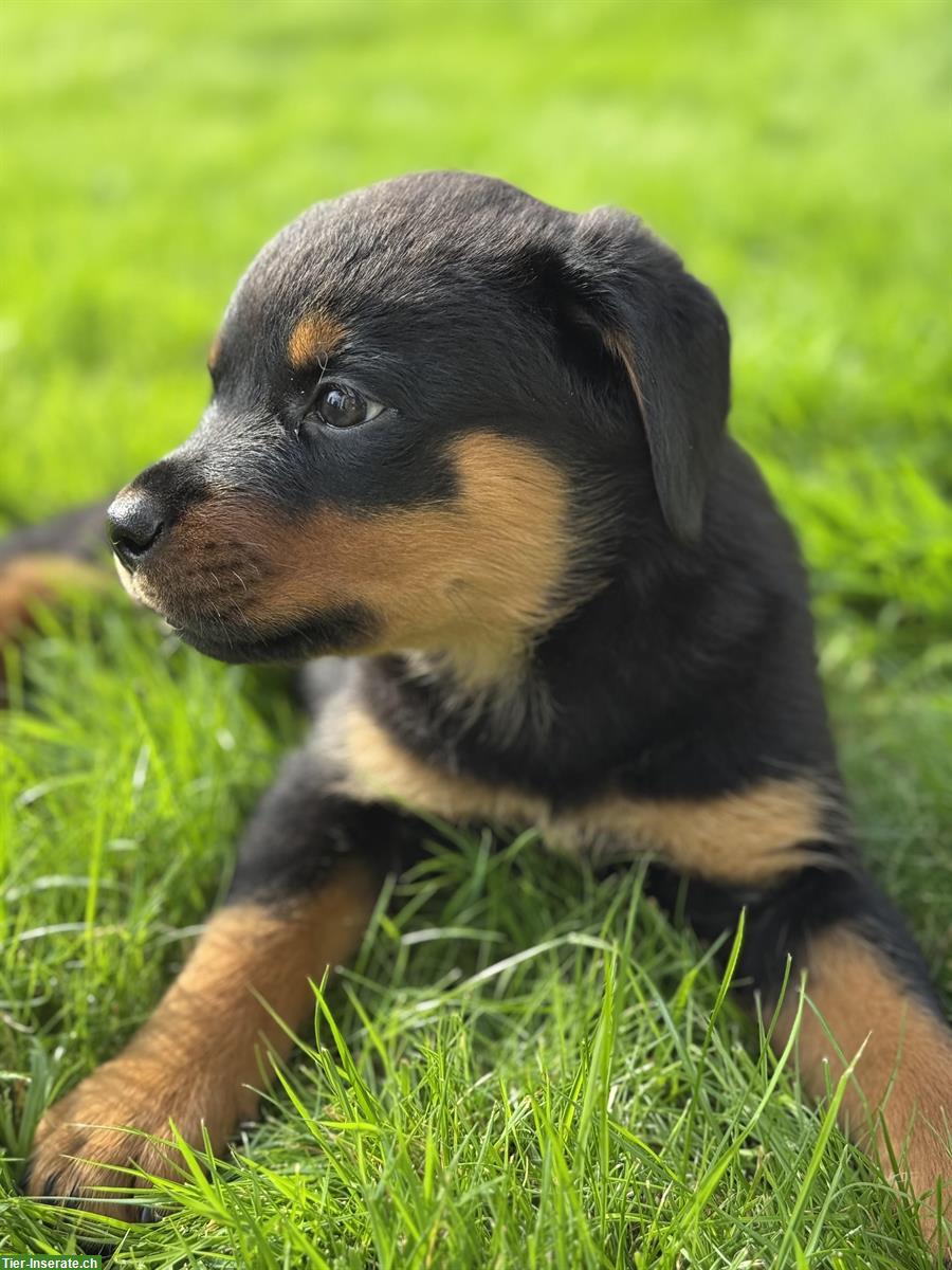 Rottweiler Welpen suchen erfahrenes Zuhause