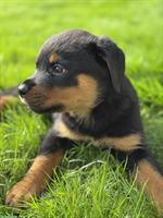 Rottweiler Welpen suchen erfahrenes Zuhause