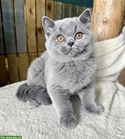 Britisch Kurzhaar Kitten blau und schwarz