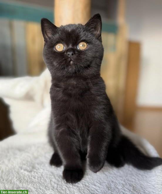 Bild 2: Britisch Kurzhaar Kitten blau und schwarz
