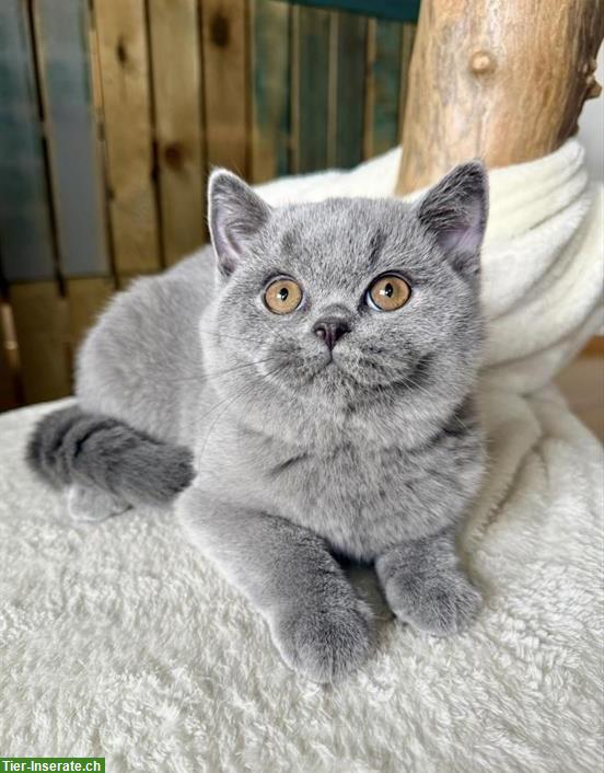 Bild 3: Britisch Kurzhaar Kitten blau und schwarz