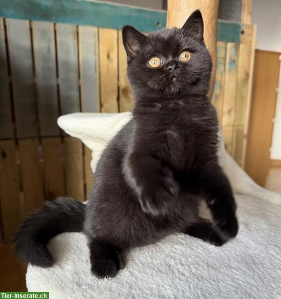 Bild 4: Britisch Kurzhaar Kitten blau und schwarz
