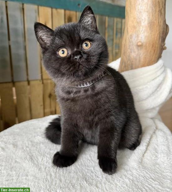 Bild 5: Britisch Kurzhaar Kitten blau und schwarz