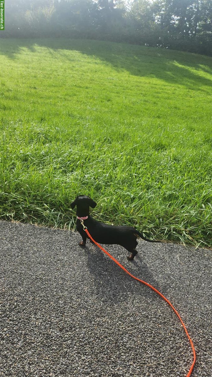 Bild 2: Junge Kaninchendackel Hündin, Black and Tan