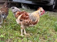 Junger Mix-Hahn, Zwergseidenhuhn x Schwedischem Blumenhahn