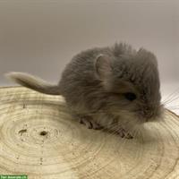 Langhaar Chinchilla Baby zu verkaufen