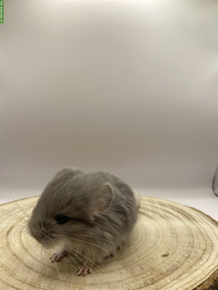 Bild 2: Langhaar Chinchilla Baby zu verkaufen