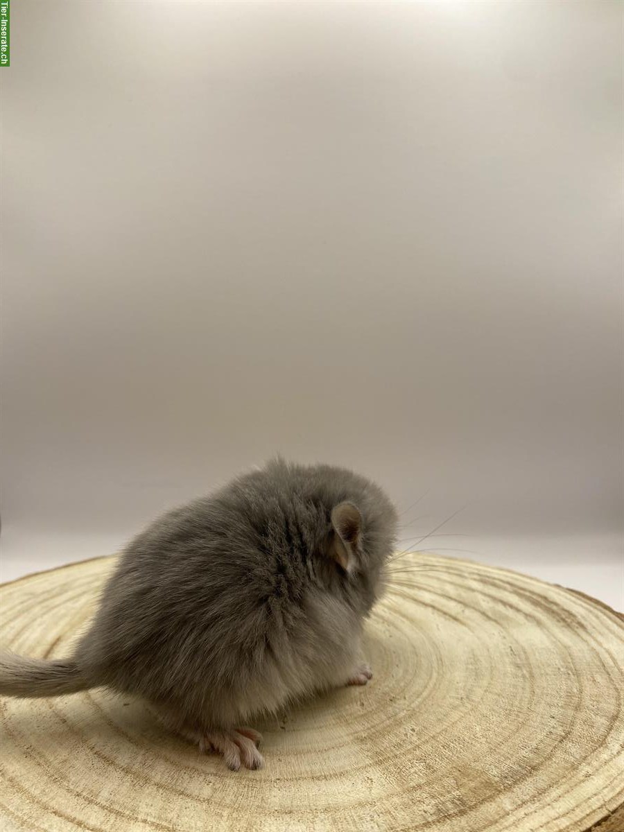 Bild 3: Langhaar Chinchilla Baby zu verkaufen