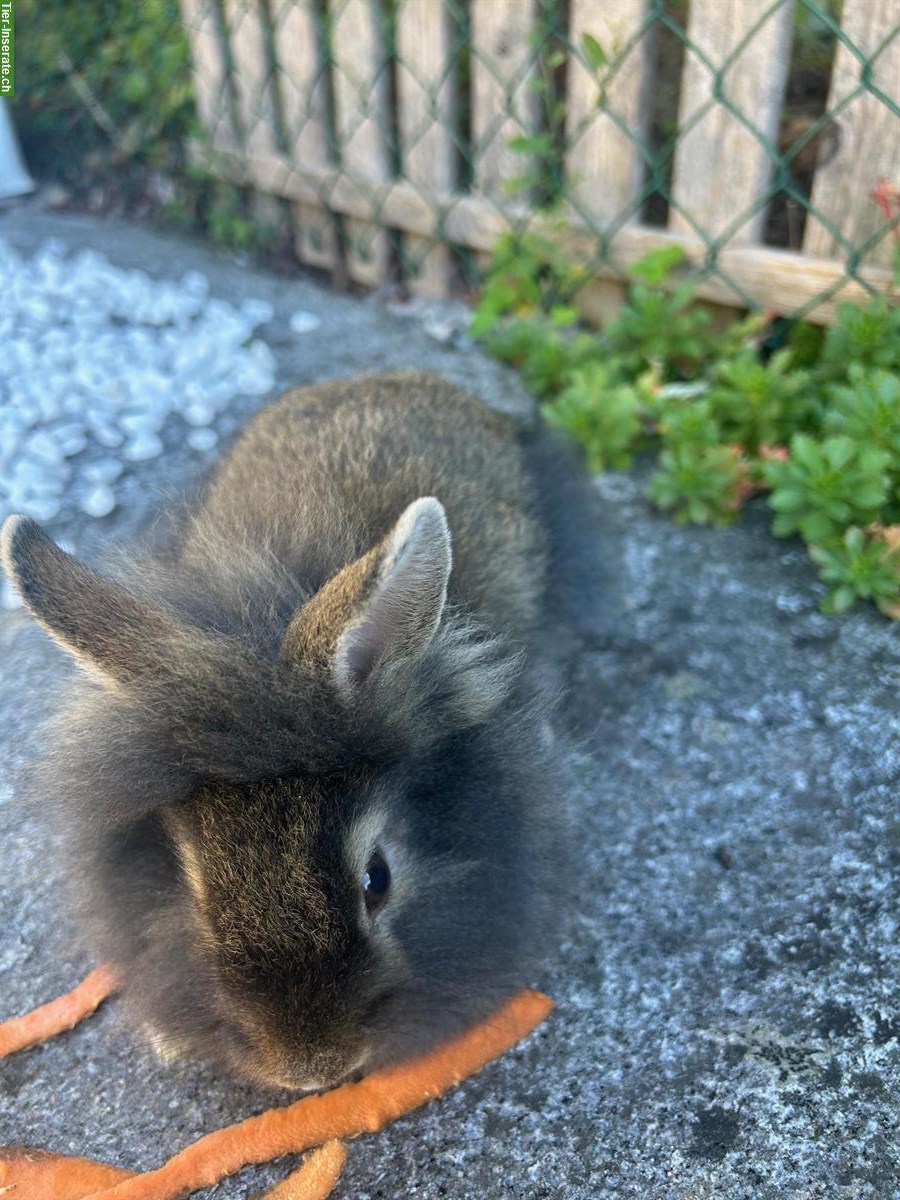 Bild 3: Löwenkopf Zwergkaninchen, Schwarz und Braun-Schwarz-Grau