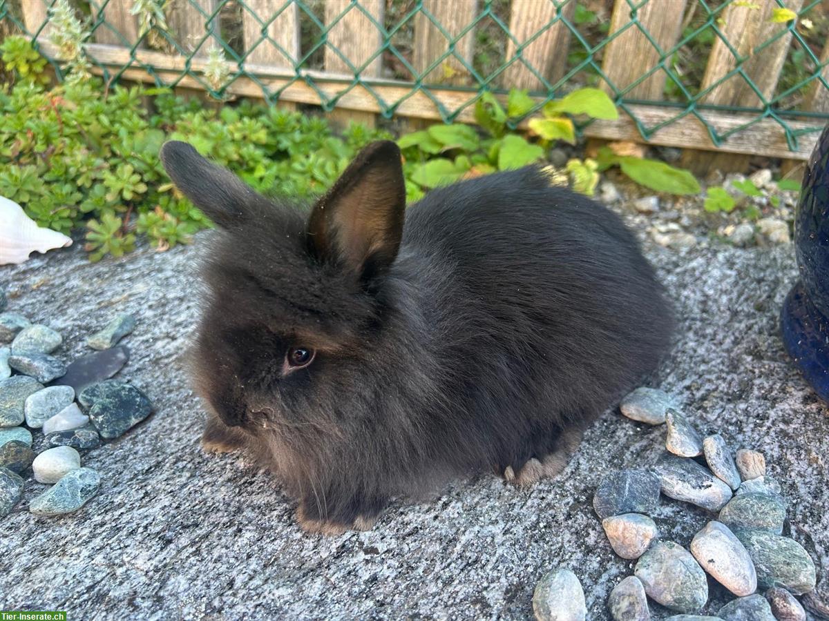 Bild 4: Löwenkopf Zwergkaninchen, Schwarz und Braun-Schwarz-Grau