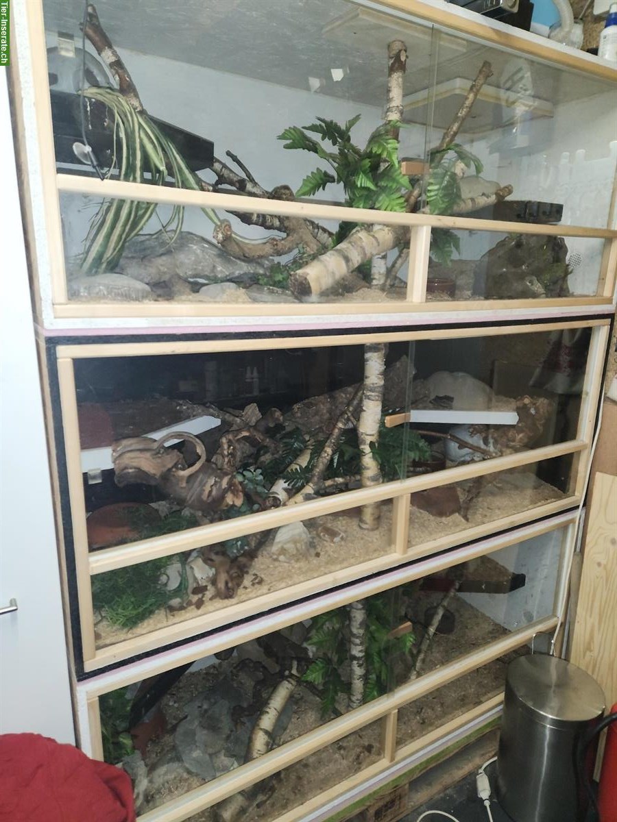 3 Terrarien inkl. 3 Schlangen zu verkaufen