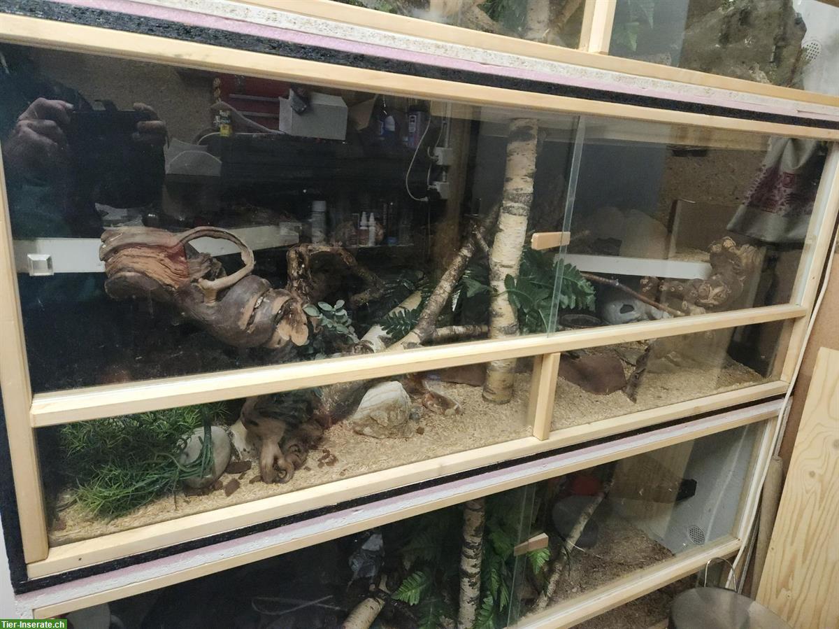 Bild 2: 3 Terrarien inkl. 3 Schlangen zu verkaufen