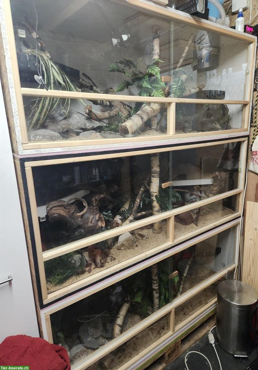 Bild 3: 3 Terrarien inkl. 3 Schlangen zu verkaufen