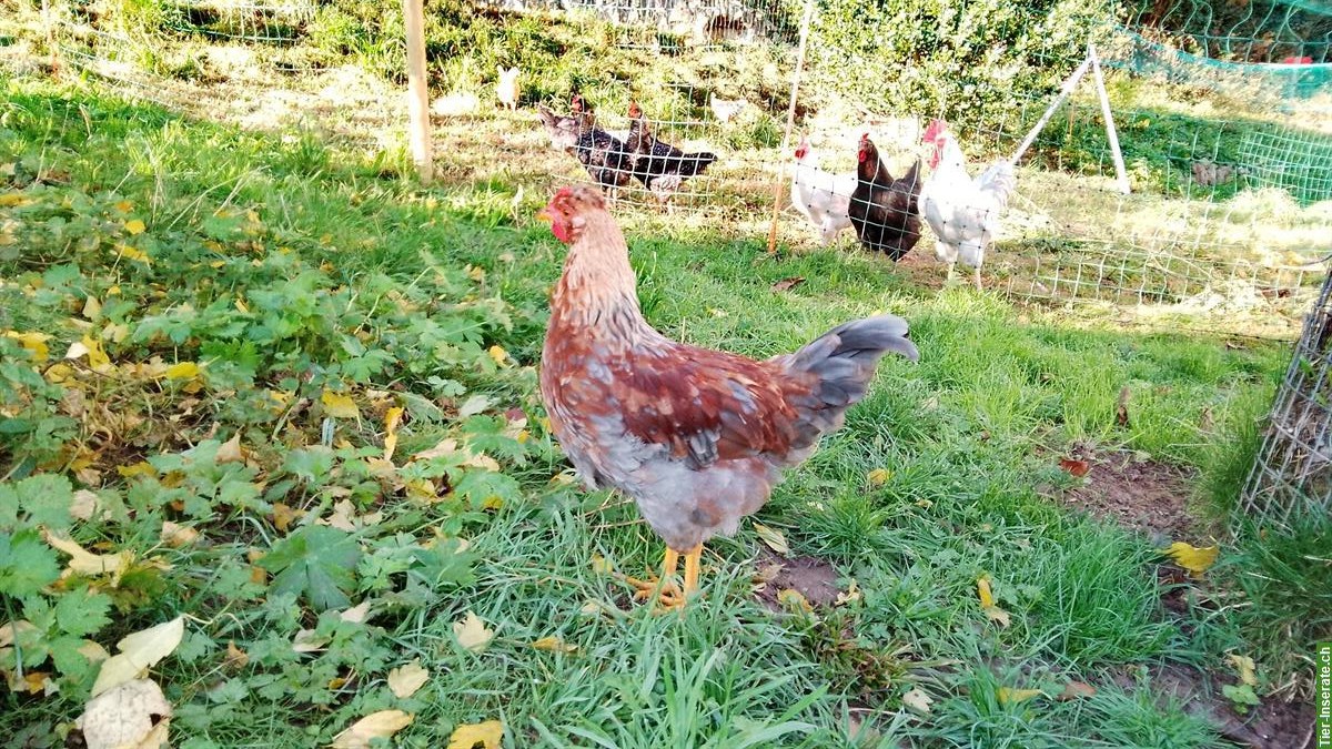 Bild 2: Junger Schwedischer Blumenhahn zu verkaufen
