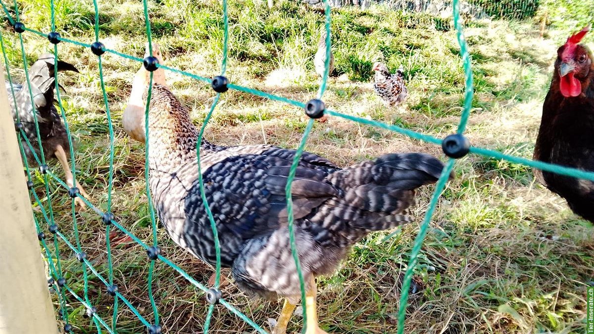 Bild 2: Junger Hahn Mischling, Grün-Blauleger