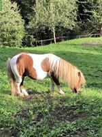 Biete Pflegepferd (Kleinpferd und Ponys), Dicken bei Degersheim SG