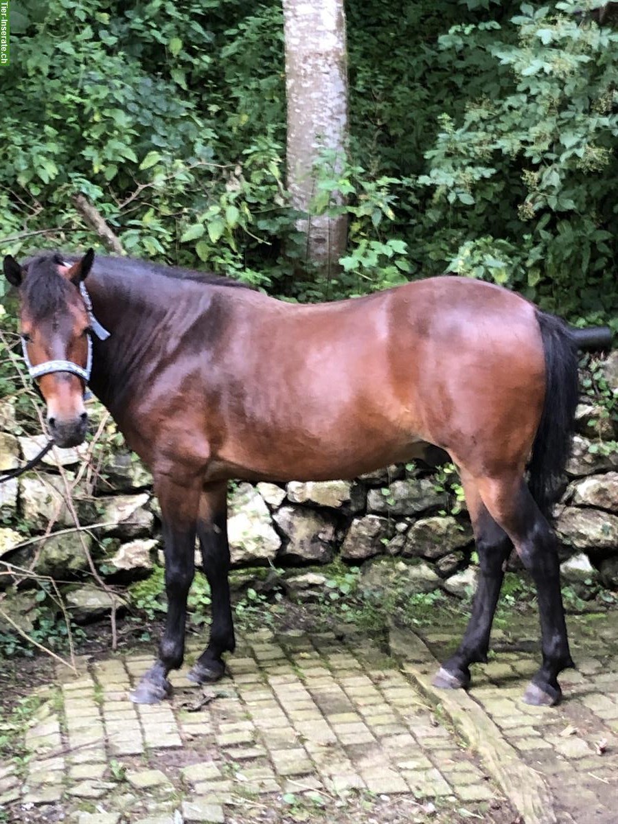 Bild 2: Biete Pflegepferd (Kleinpferd und Ponys), Dicken bei Degersheim SG