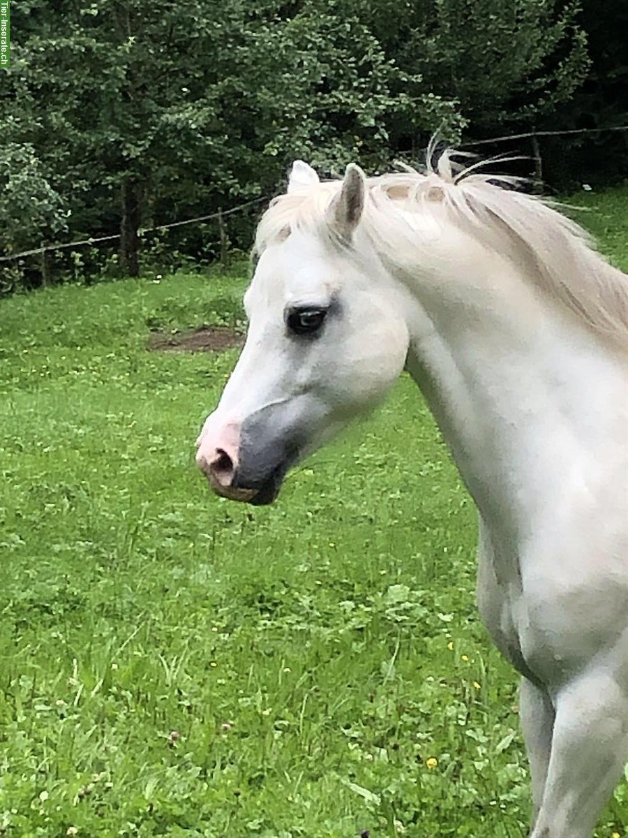 Bild 3: Biete Pflegepferd (Kleinpferd und Ponys), Dicken bei Degersheim SG