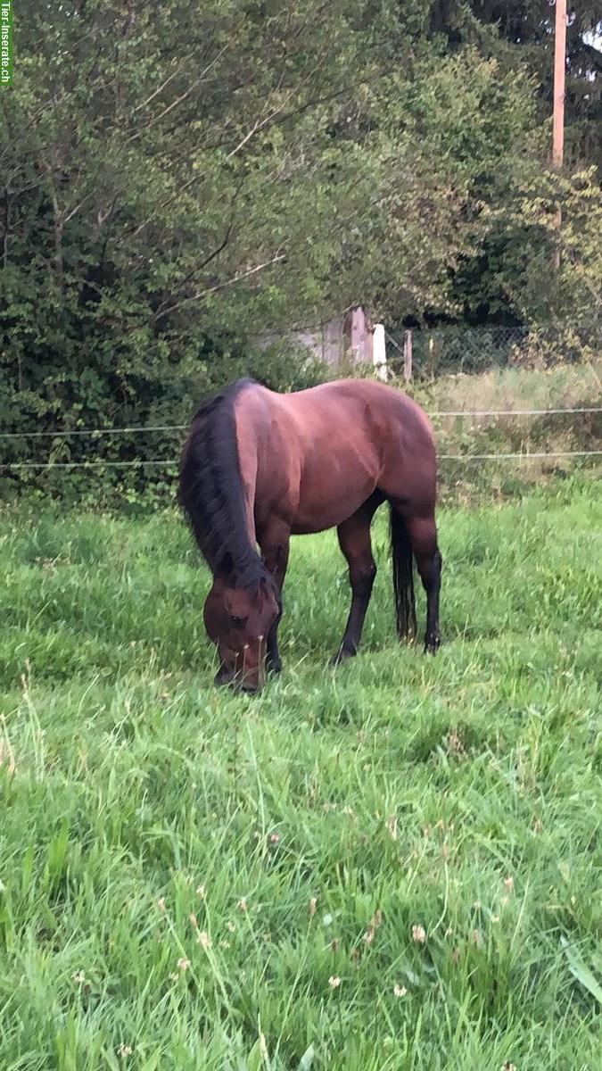 Bild 4: Biete Pflegepferd (Kleinpferd und Ponys), Dicken bei Degersheim SG
