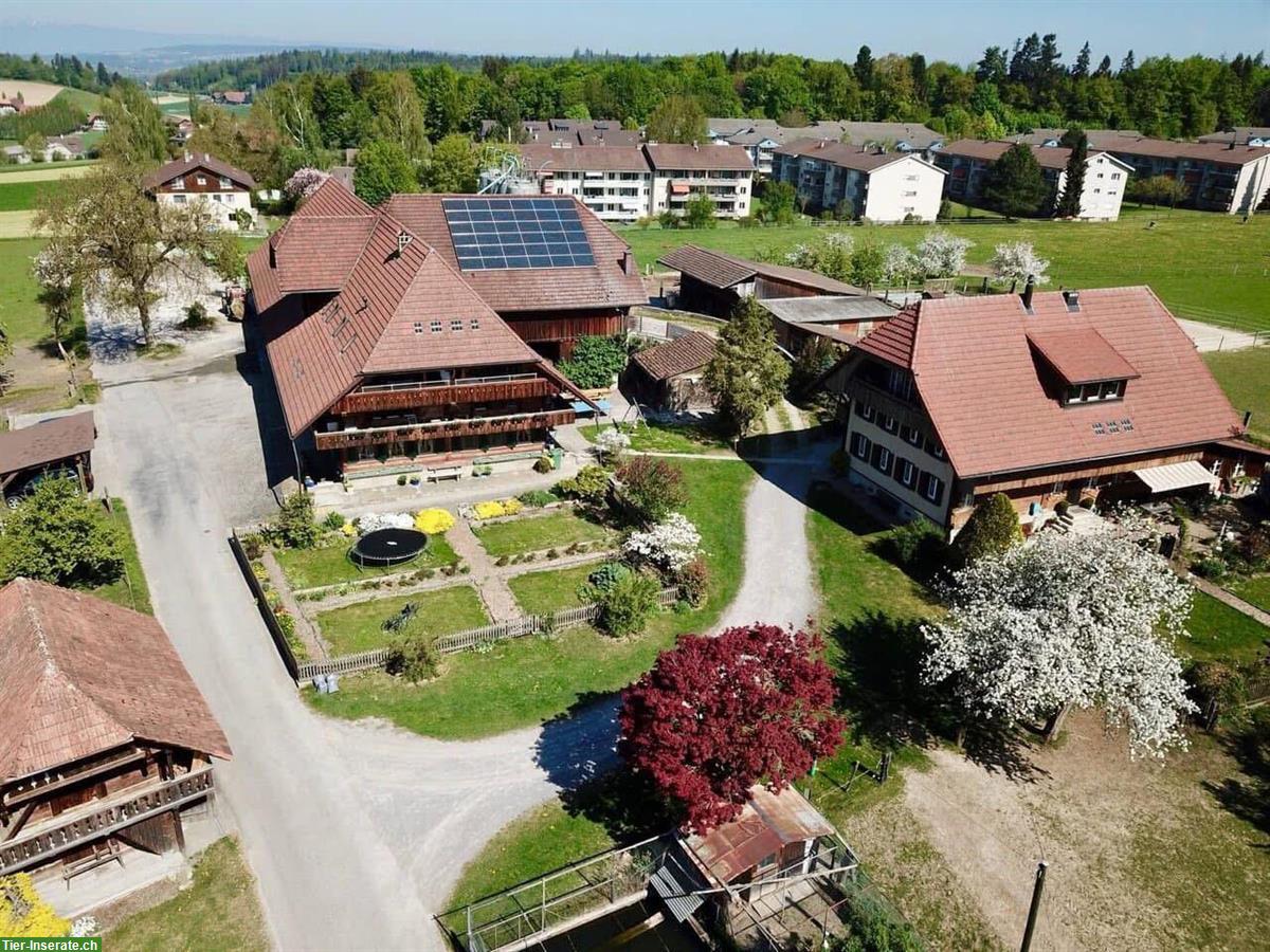 Bild 5: Auslaufboxe zu vermieten in Köniz BE