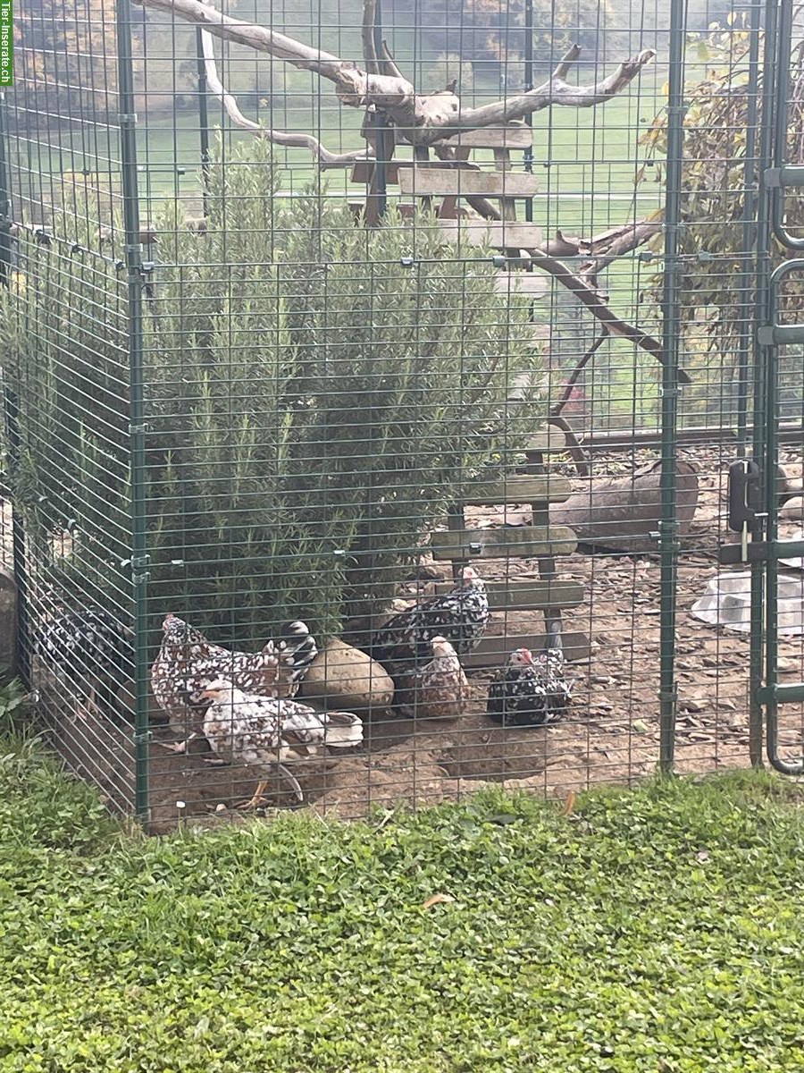 Bild 2: GRATIS: Steinpiperl Hennen und Hähne